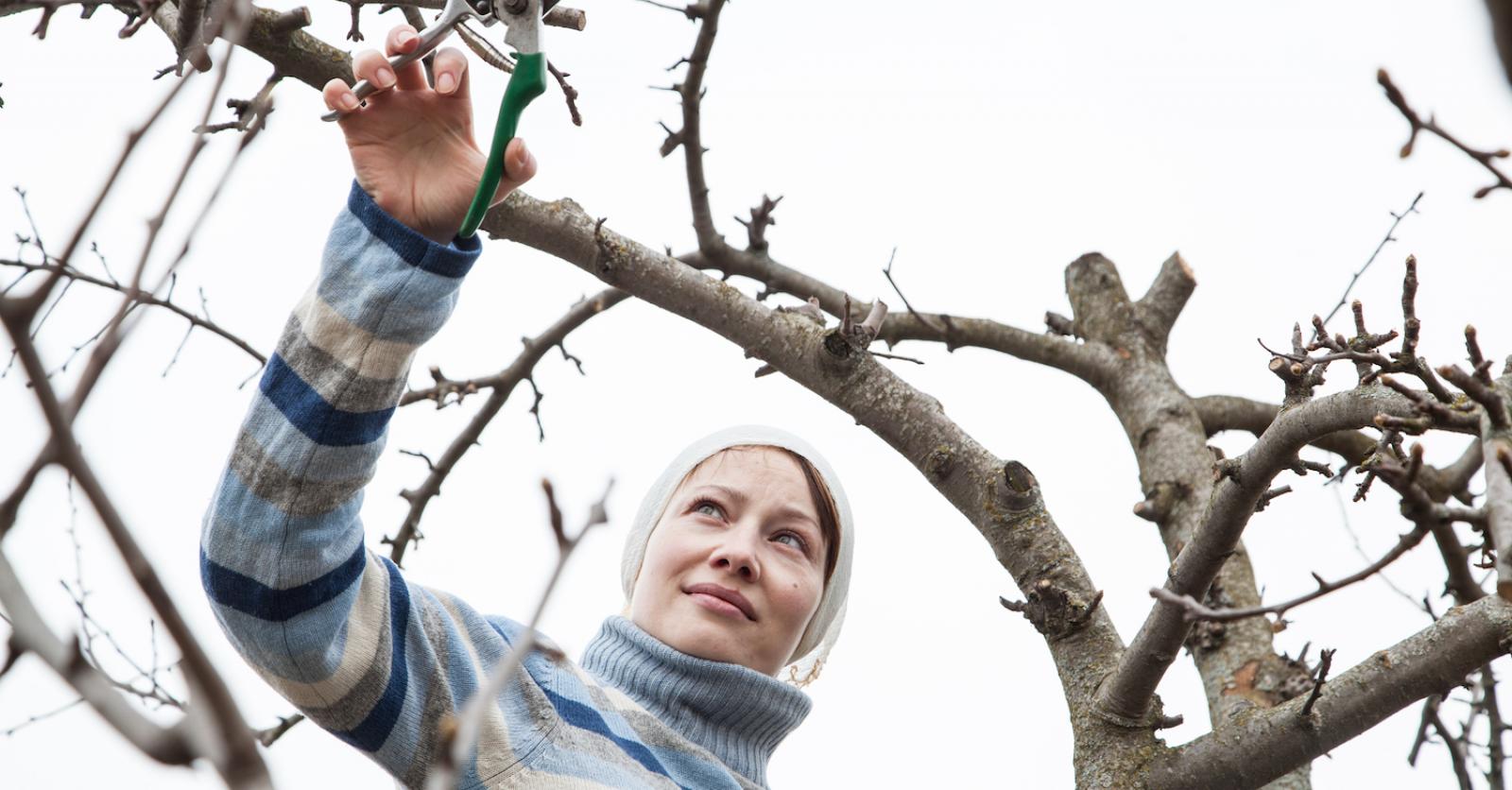 Comment élaguer un arbre? – Femmes d’Aujourd’hui
