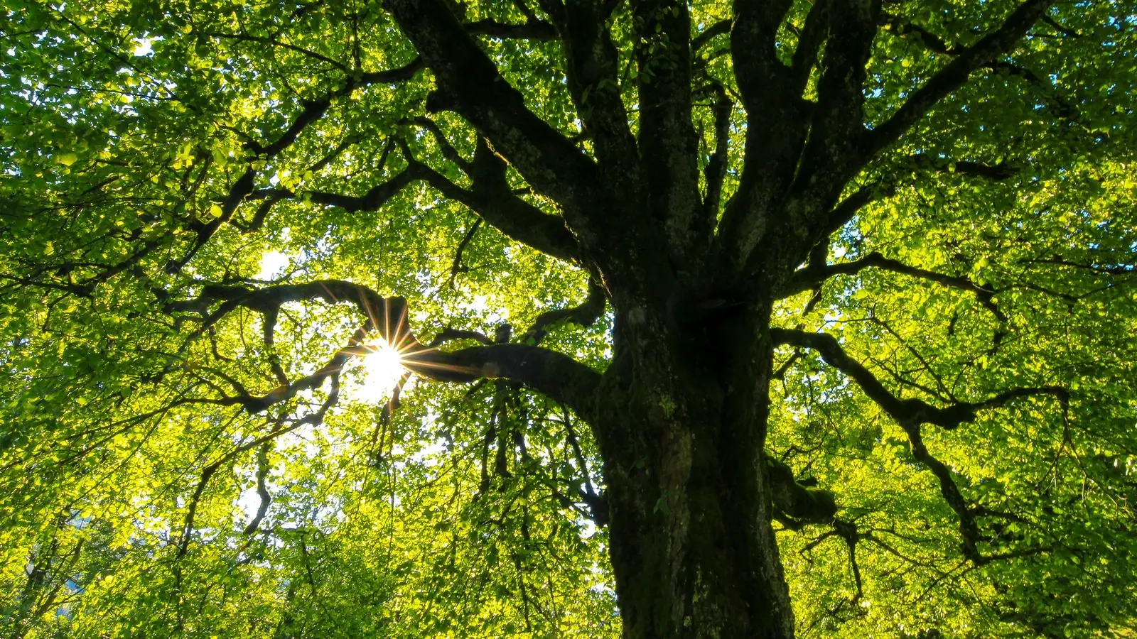 Multiply your AI development speed using Git Worktrees